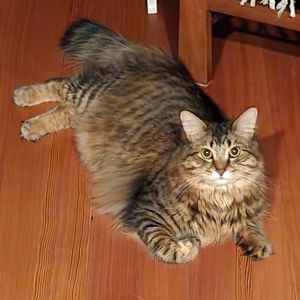 Meet your Posher, Jodi and Falcon Kitty!